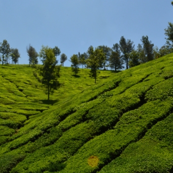 MUNNAR  Image