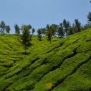 Munnar Image